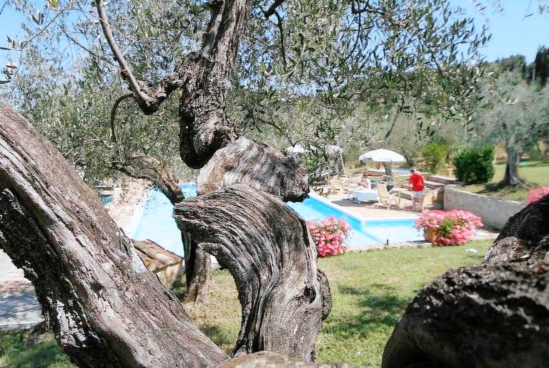 Agriturismo Montalbino: Agriturismo Montalbino-Glicine — photo 5
