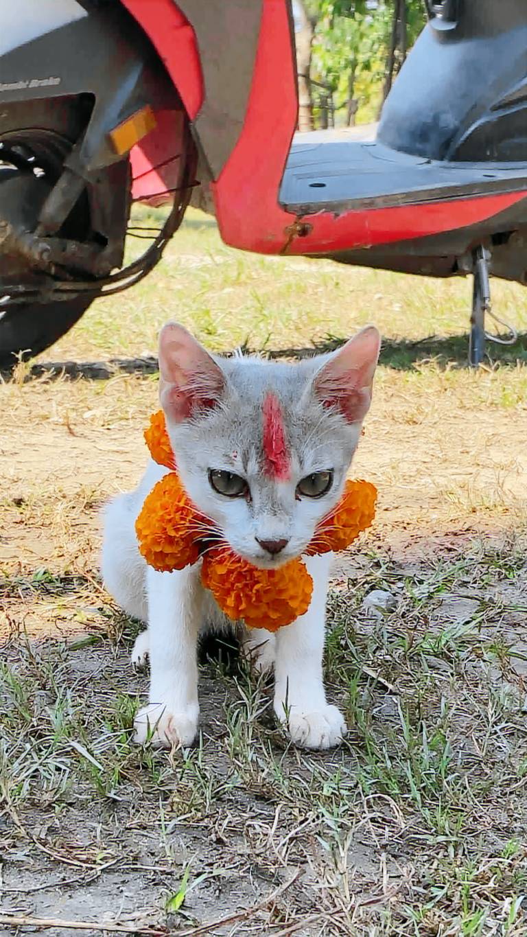 Hostel Animal Love in Sauraha