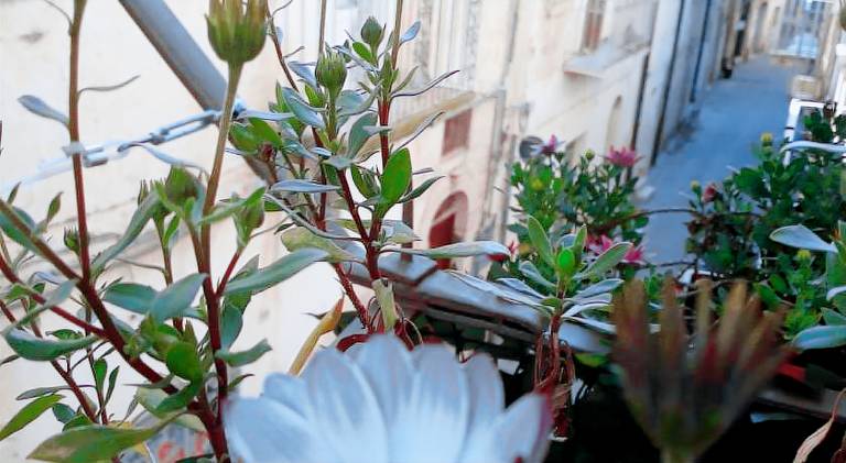 Chicchinella — photo 5