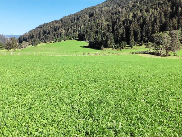 Jörghof — photo 4