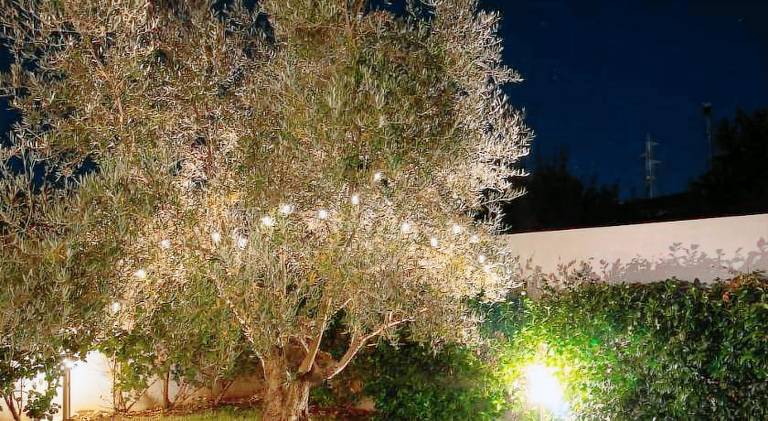 House | Pets allowed in Olbia