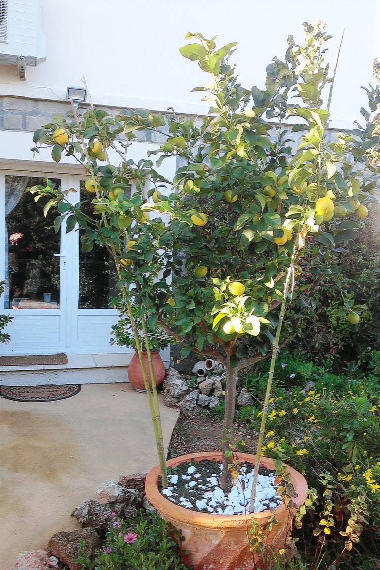 Holiday apartment with barbeque & yard — photo 3