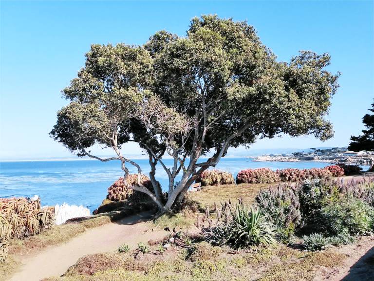 Cabin  Carmel-by-the-Sea