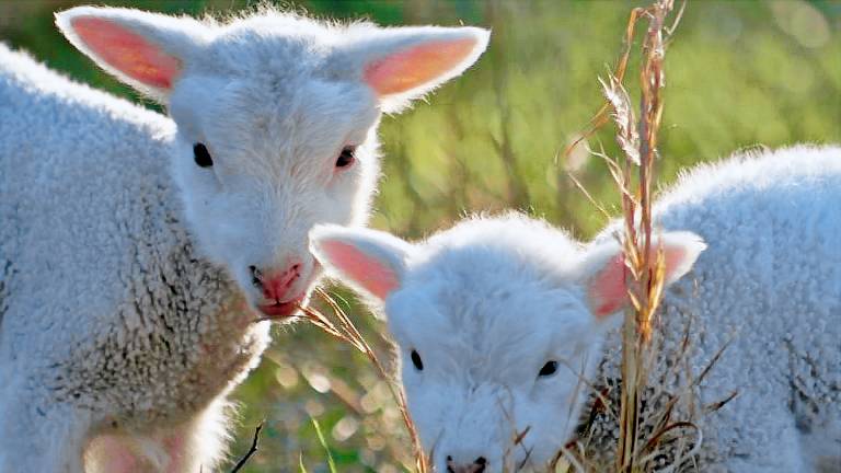 Ferienwohnung  Tetenbüll