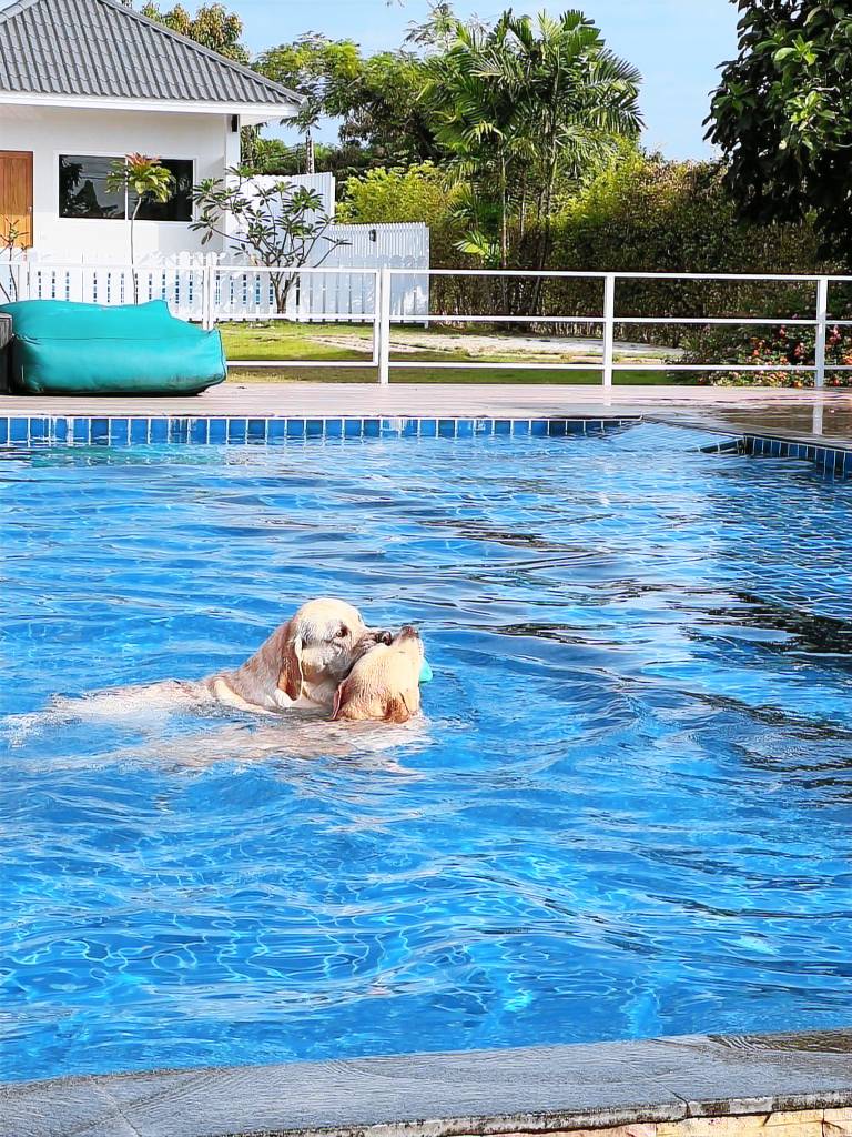 For Paws Dog Camp — photo 4