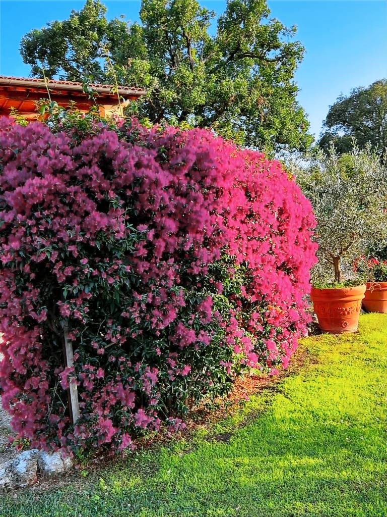 Poggio Dolce: Appartamento 2 — photo 4