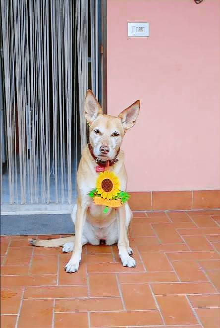 Family-oriented charming apartment with garden | Perfect for remote work | Pet-friendly — photo 3