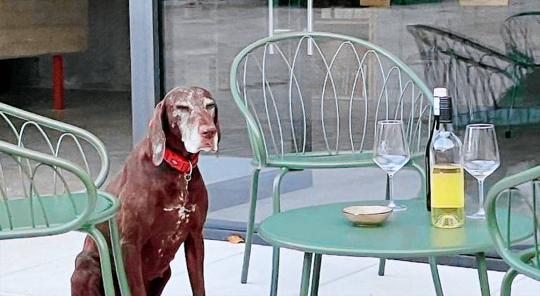 Lovely rental apartment with garden | Pets are welcome — photo 5