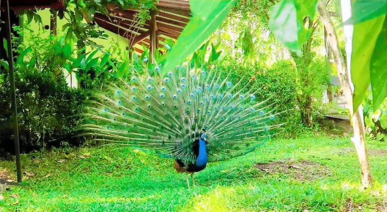 Jungle House in Unawatuna