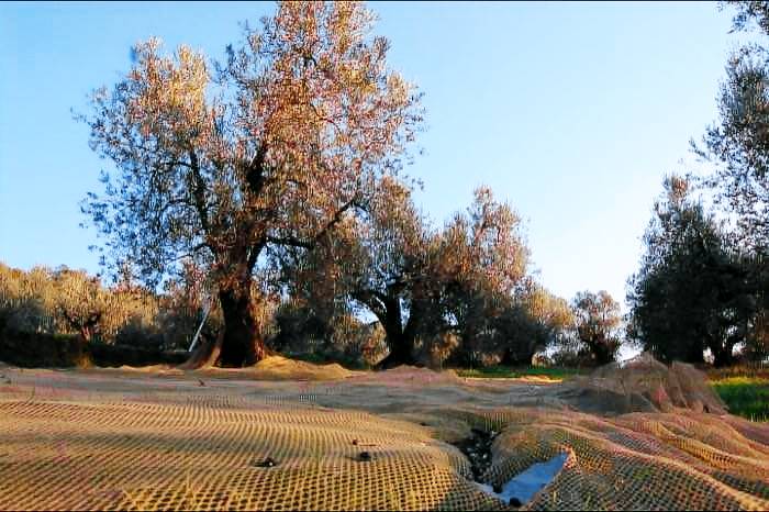 Agriturismo Il Bosco: Antico Podere tra gli ulivi - Lato monte — photo 3