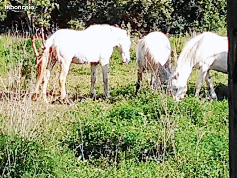 Camping Palavas-les-Flots
