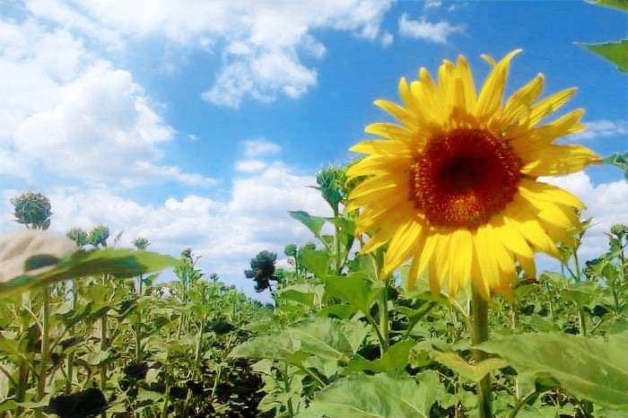 Podere i Girasoli: Michelangelo — photo 3