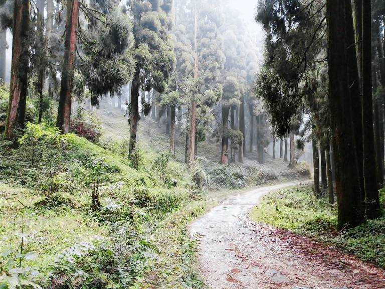 Boho Homestay, Rangbhang — photo 3