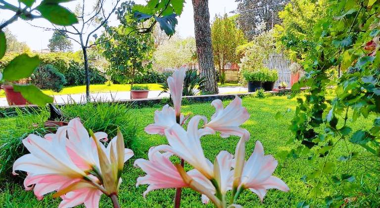Bed & Breakfast Pedara