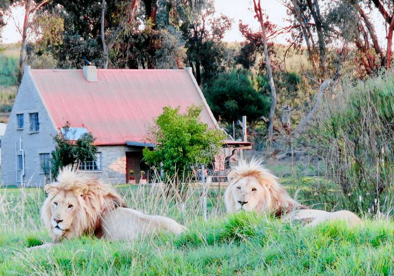 House Harrismith