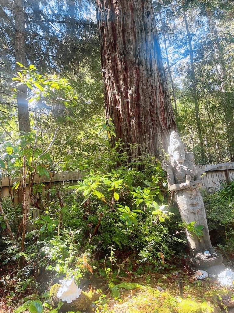 Cabin Mendocino