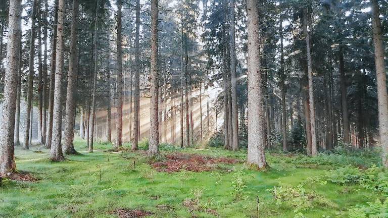 Ferienwohnung Schönwald im Schwarzwald
