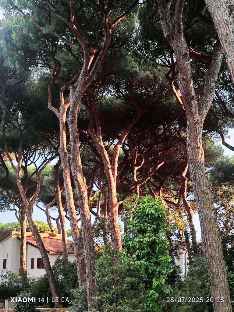 Ferienwohnung in Tirrenia, Marina di Pisa für max. 2 Personen, Ferienwohnung in Tirrenia, Marina di Pisa für max. 2 Personen,