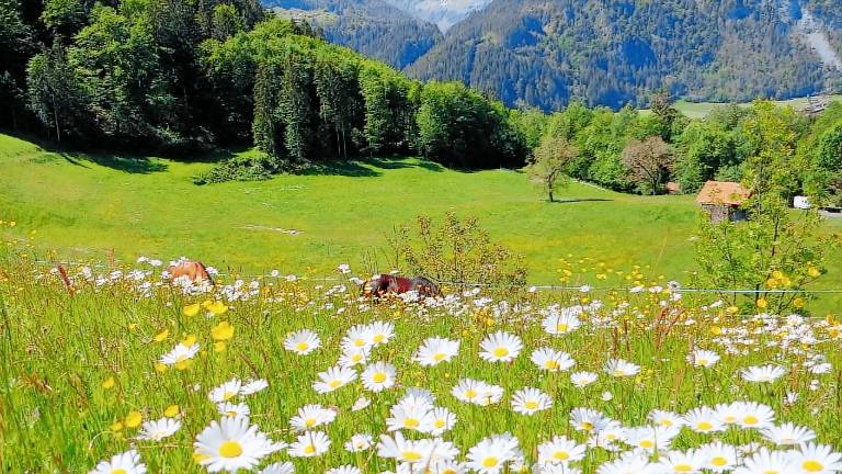 Ferienwohnung mit Hund in Innertkirchen für max. 4 Personen Ferienwohnung mit Hund in Innertkirchen für max. 4 Personen