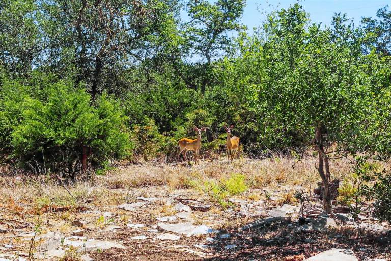 Cozy Kerrville Guest Cottage Near Guadalupe River! — photo 2