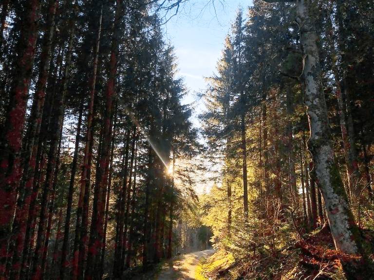 Ferienwohnung Todtmoos