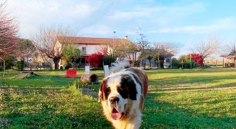 Agriturismo il Podere Vedelago con San Bernardo, Alpaca e una Pentola di cose da scoprire in Treviso