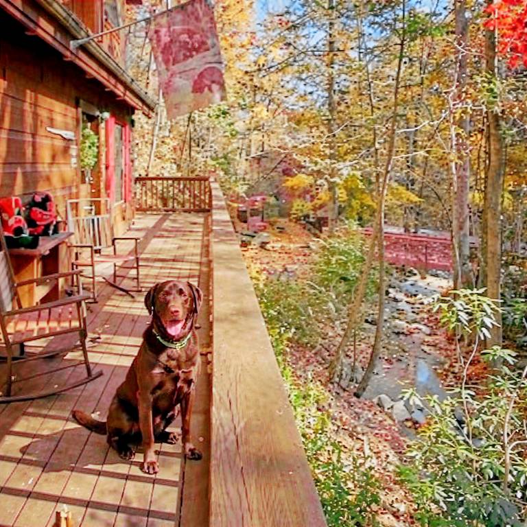 Pet paradise Affordable scenic — photo 2