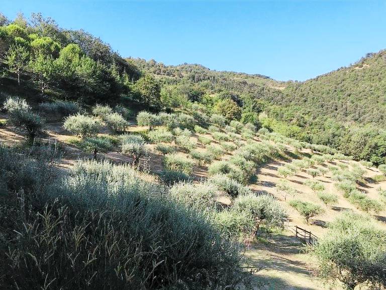 Agriturismo La Fonte di Perugia: Appartamento La Pineta - 4