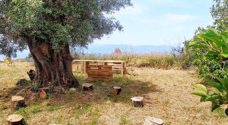 Agriturismo Sant'Anna Orti in oliveta biologica con vista sullo Stretto di Messina — photo 5