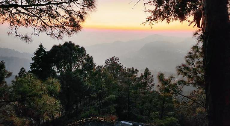 Mountain Golden Ray in Almora
