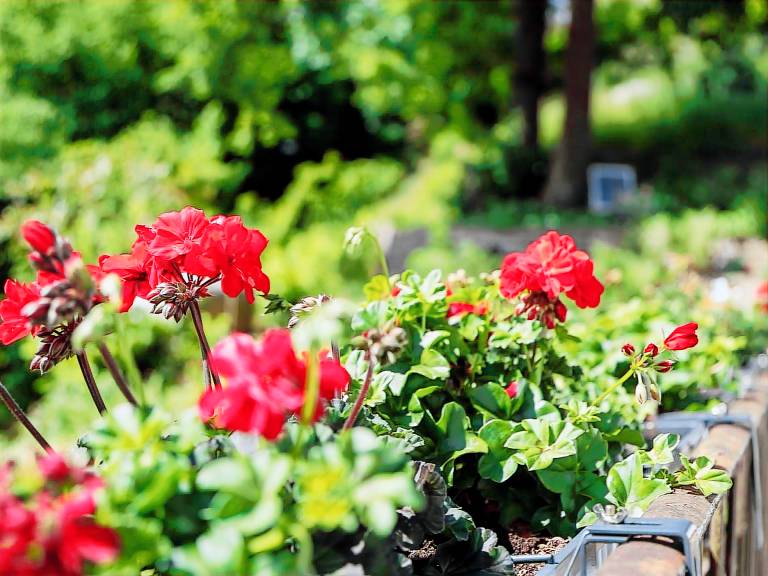 Pleasant house with yard, barbeque & terrace | Nature view | Pets are welcome — photo 4