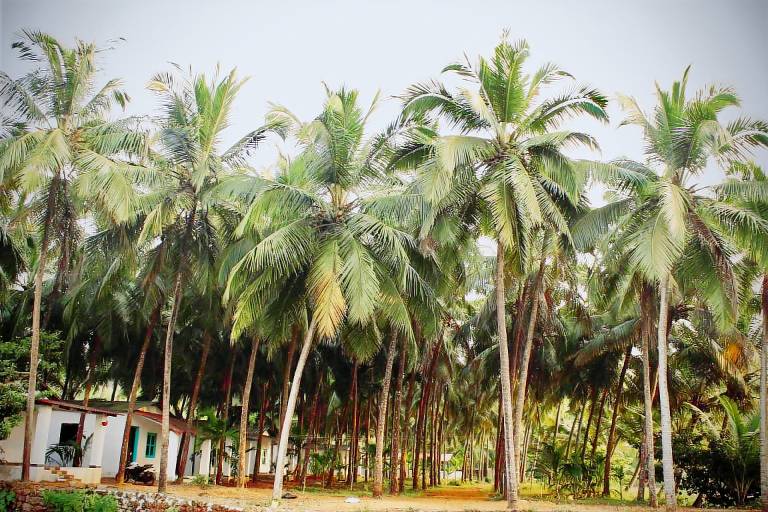 Farm with garden in Canacona