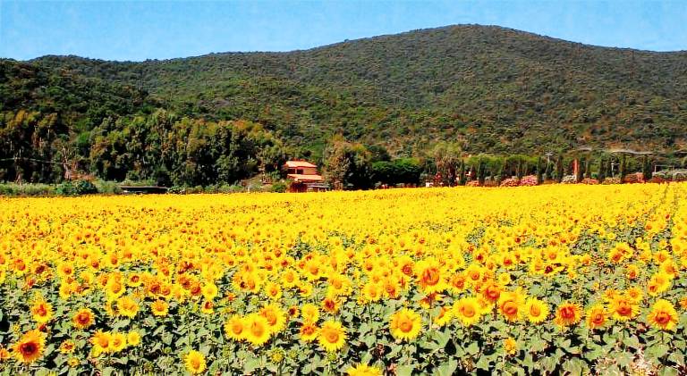 Podere Valborgina in Castiglione della Pescaia