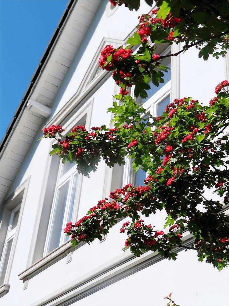 Fully equipped charming rental apartment | Pets allowed — photo 2