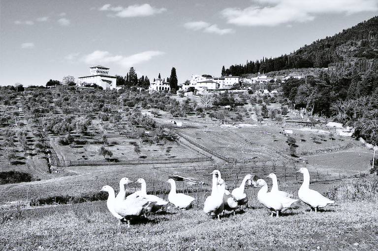 Privatzimmer Fiesole