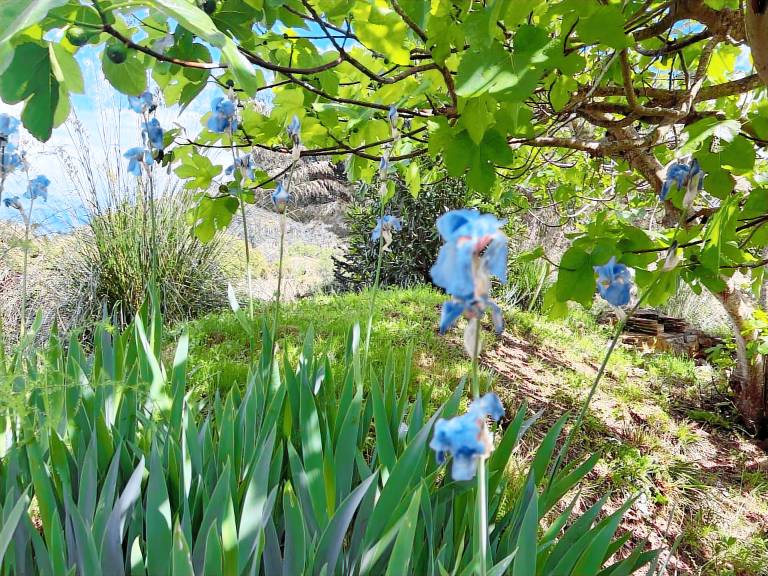 Fully equipped vacation home with garden, terrace & BBQ | Nature view | Pet-friendly — photo 4