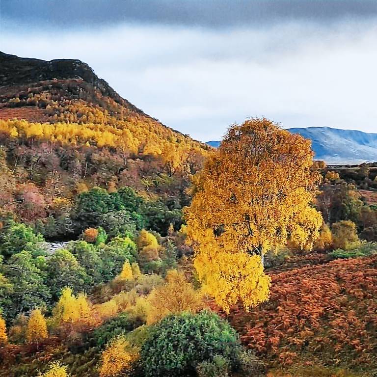 Cabin Newtonmore