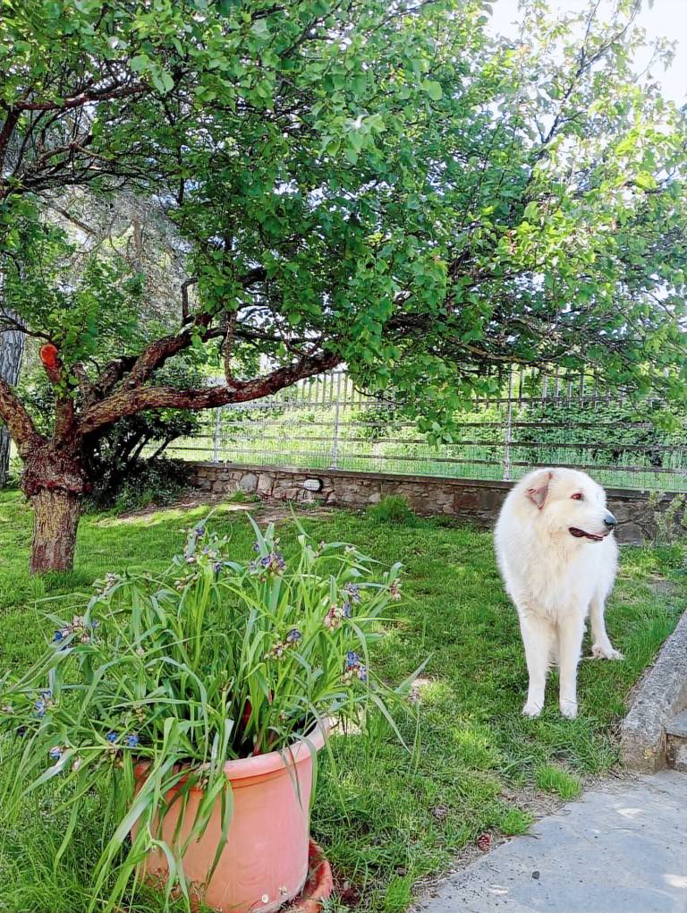 Rental apartment with yard, patio & BBQ | Garden view — photo 5