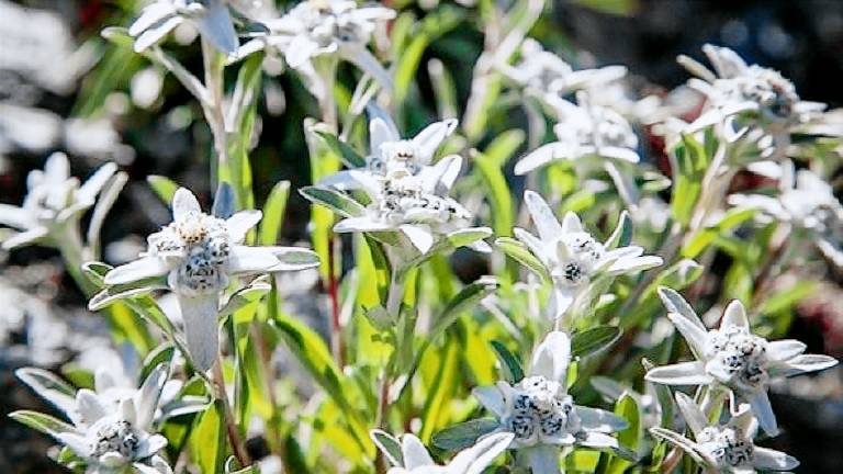 Ferienwohnung  Inning am Ammersee