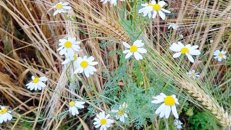 Ferienwohnung Malchiner See