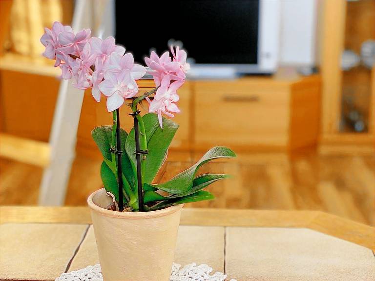 Ferienwohnung in Tennenbronn für max. 4 Gäste