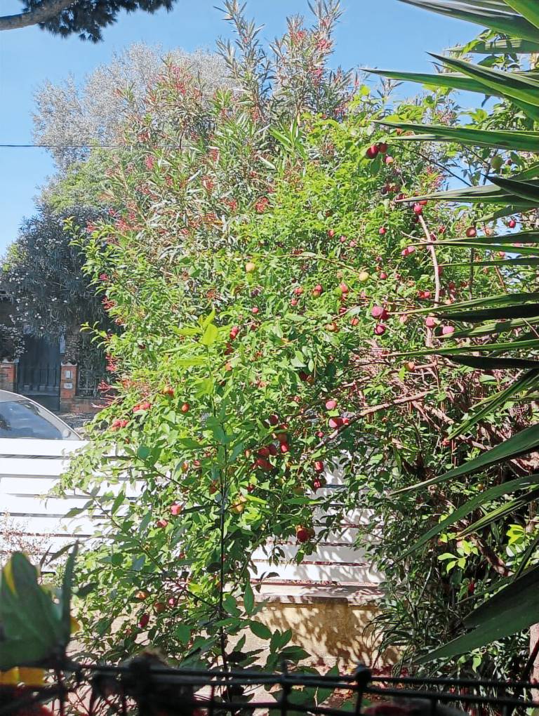 Villa with yard & patio | Panoramic view — photo 4