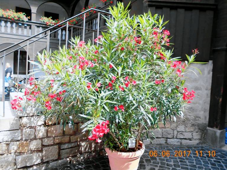 foto4