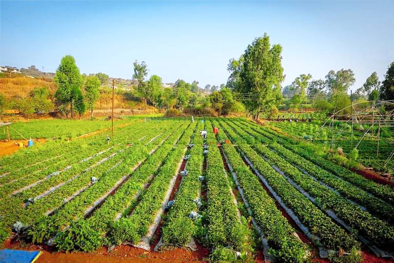 ROOMA Resedency Mahableshwar in Mahabaleshwar