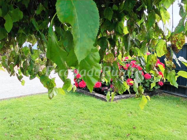 Wonderful cottage with garden, patio & BBQ | Garden view | Pets are welcome — photo 3