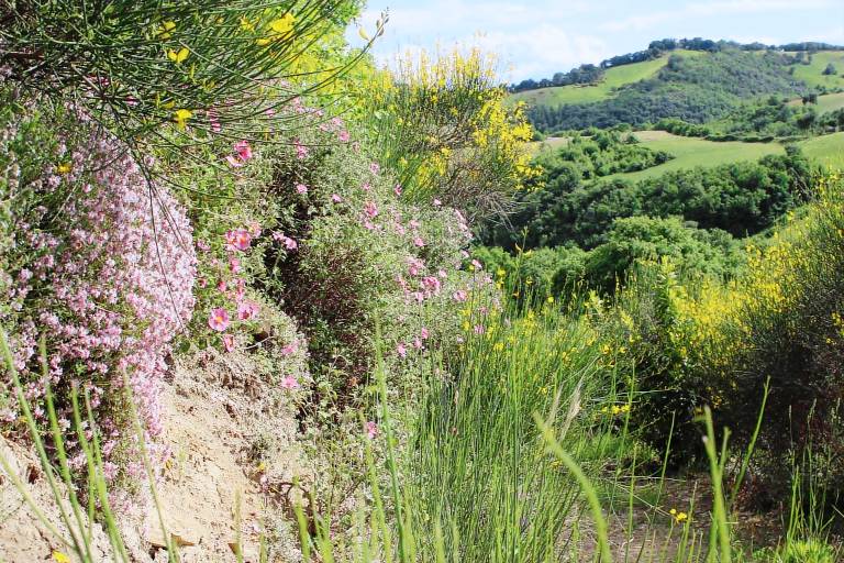 Agriturismo Il Cerrone: Appartamento Il Prato - Agriturismo Il Cerrone — photo 4