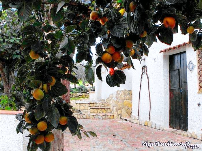 Fattoria Spezia: Gelsomino — photo 5