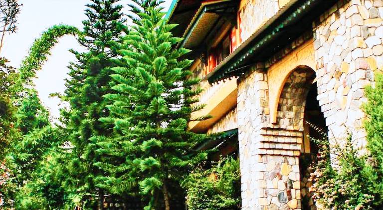 Tree of Life - Dehradun Foothills — photo 4