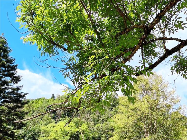 Tente La Roche-en-Ardenne