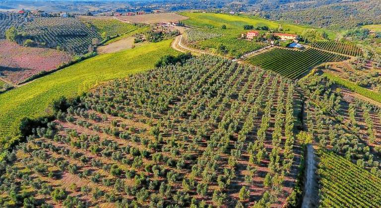 Farm with yard, barbecue & patio in Vinci